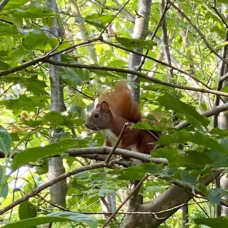 Kuschel-muschel * Scharbeutz